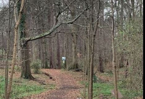 Johnson Dean Park forest path