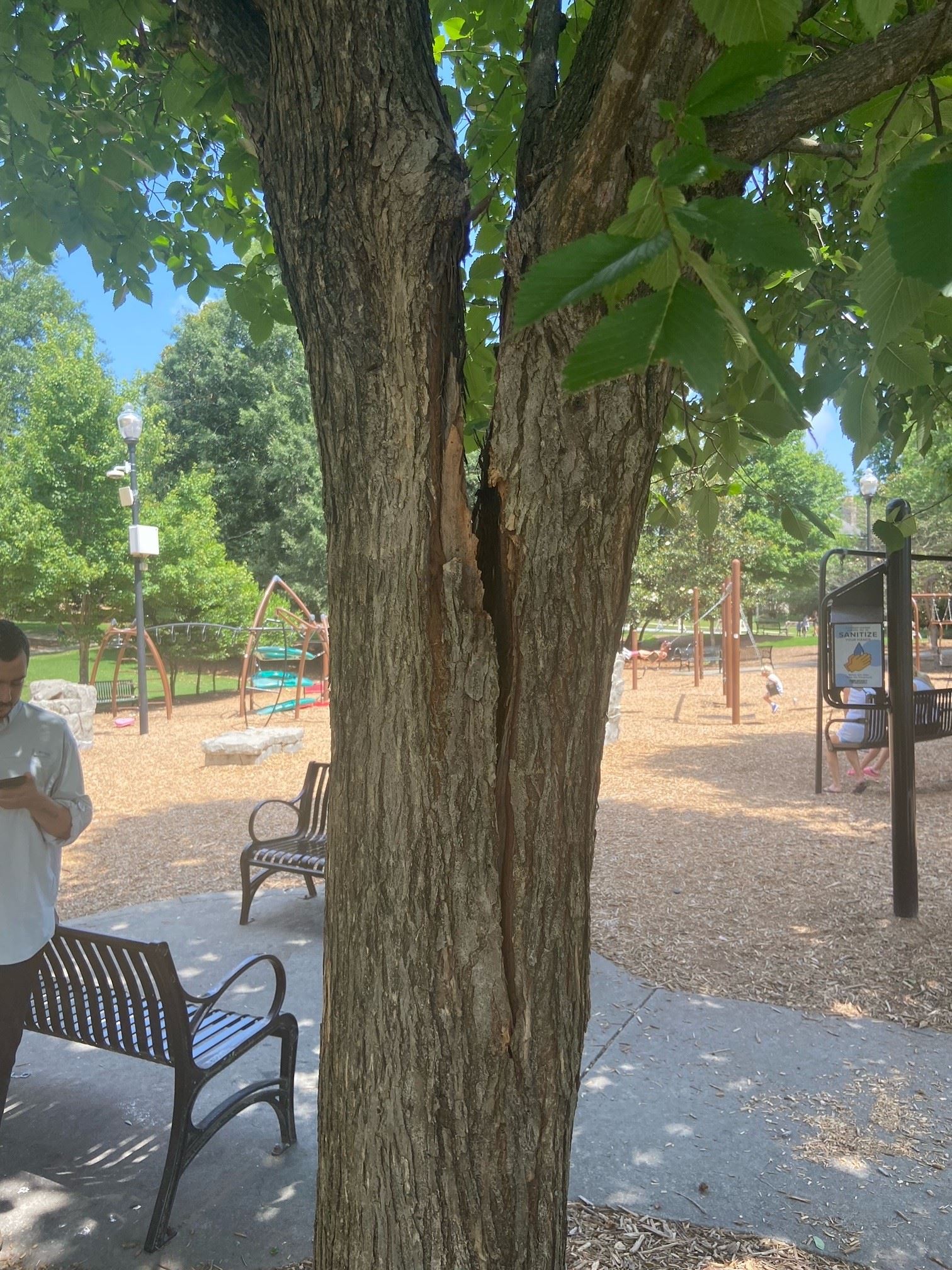 Thrasher Split Elm 2