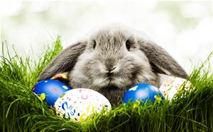 Free-Easter-Bunny-Wallpapers-HD_thumb.jpg