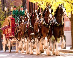 clydesdales1_thumb2.jpg